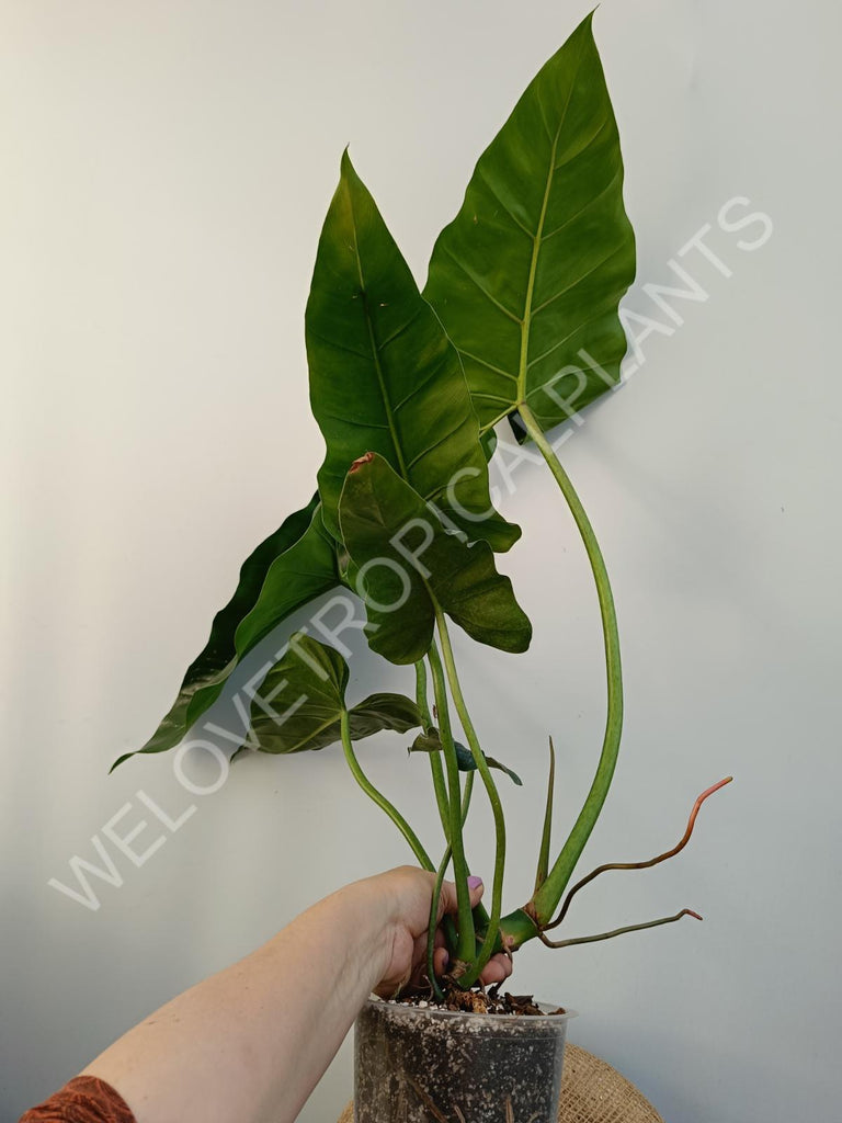 Philodendron maximum