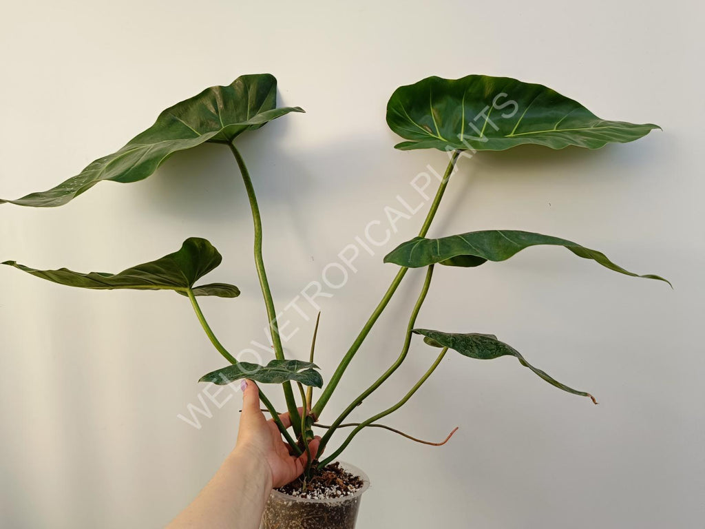 Philodendron maximum