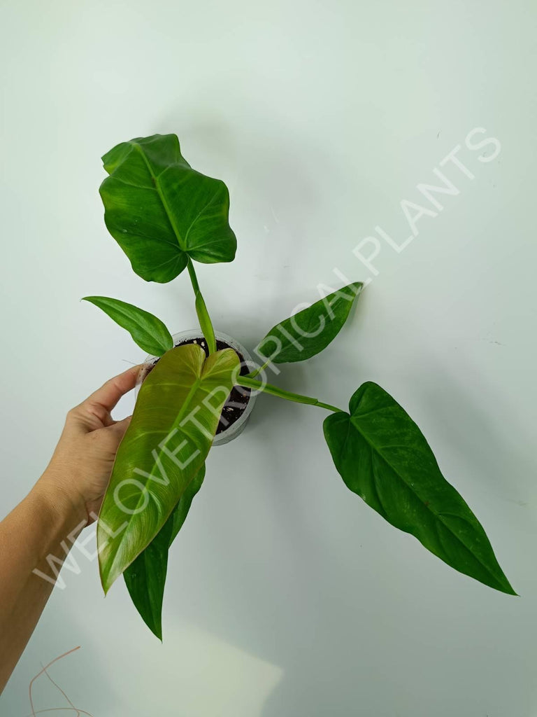 Philodendron maximum