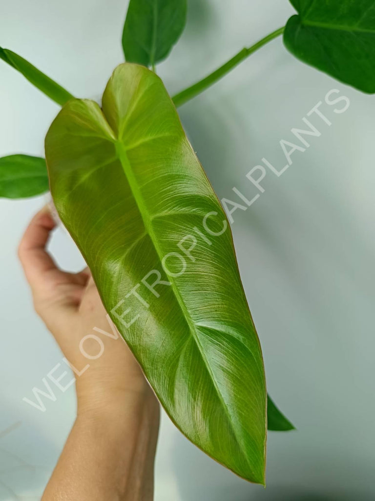 Philodendron maximum