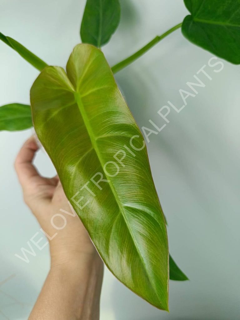 Philodendron maximum