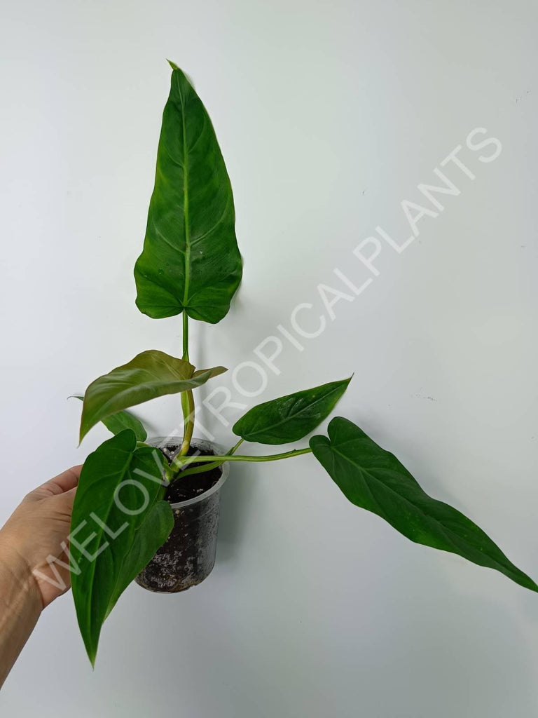 Philodendron maximum