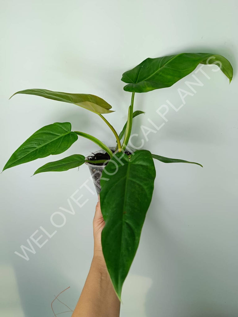 Philodendron maximum