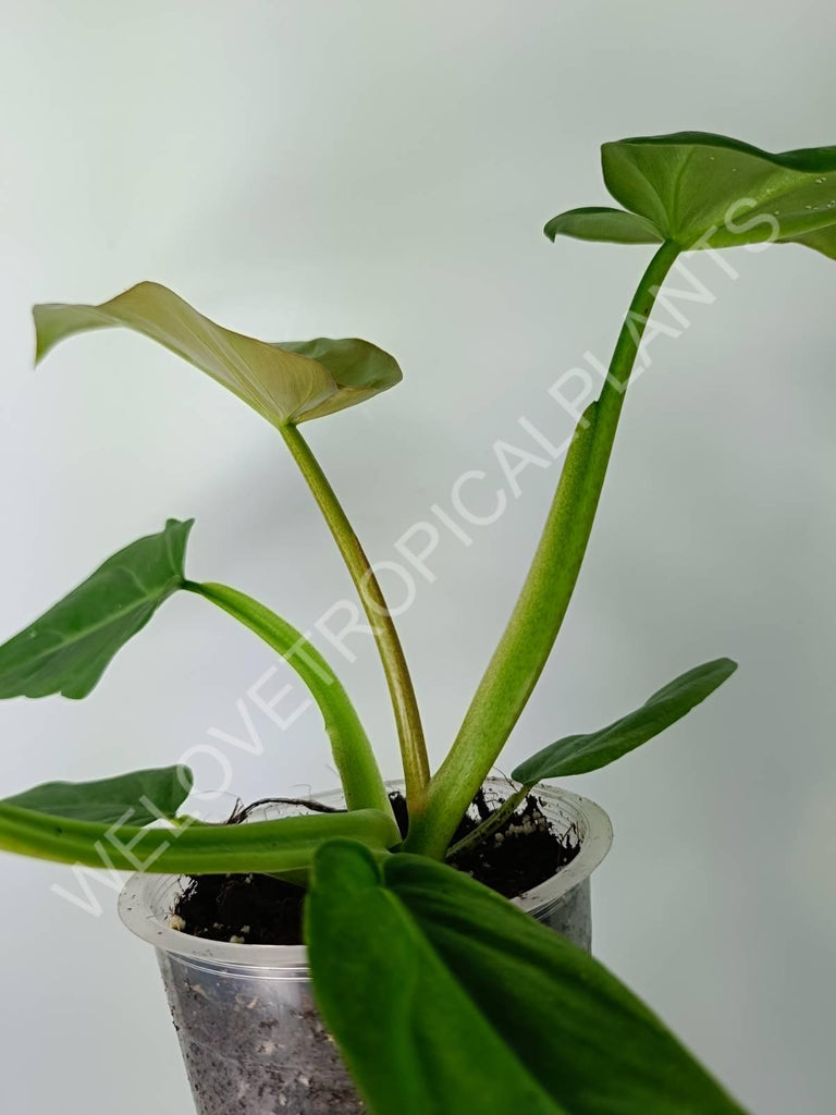 Philodendron maximum