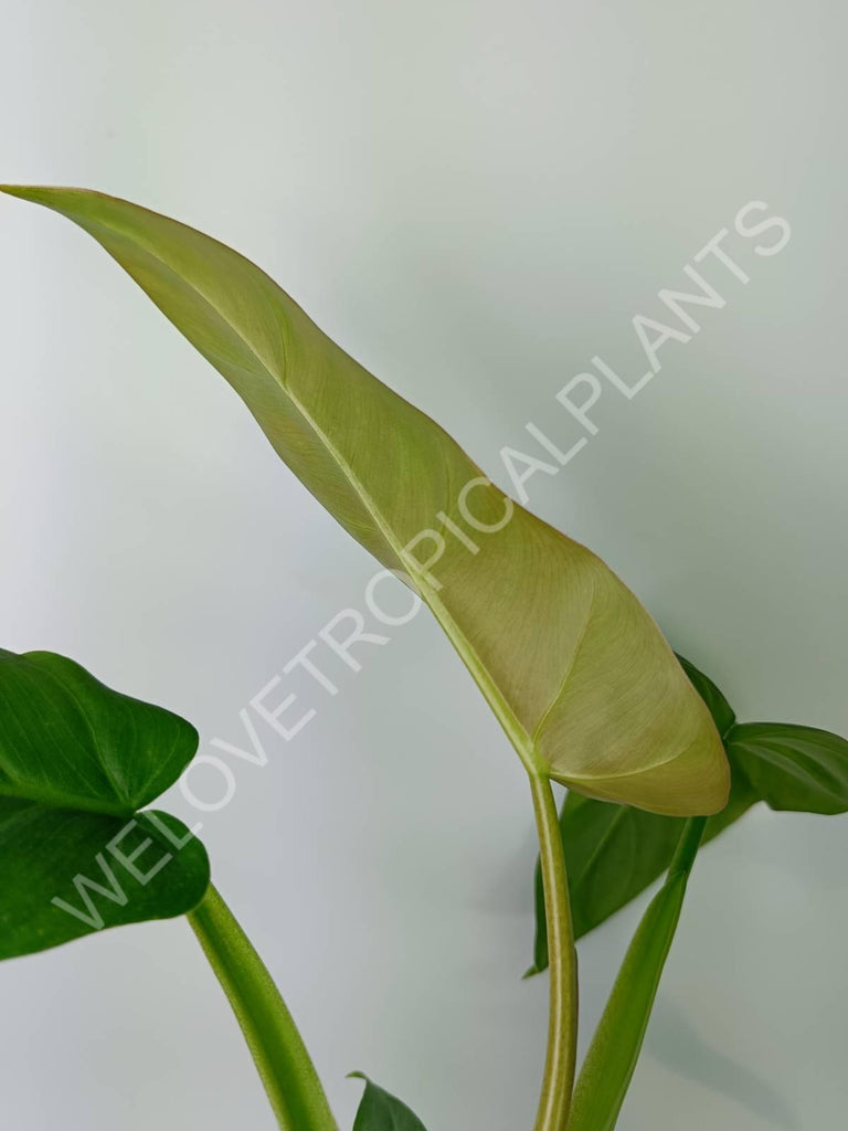 Philodendron maximum