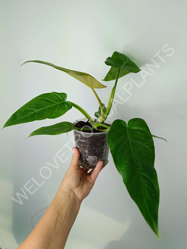 Philodendron maximum