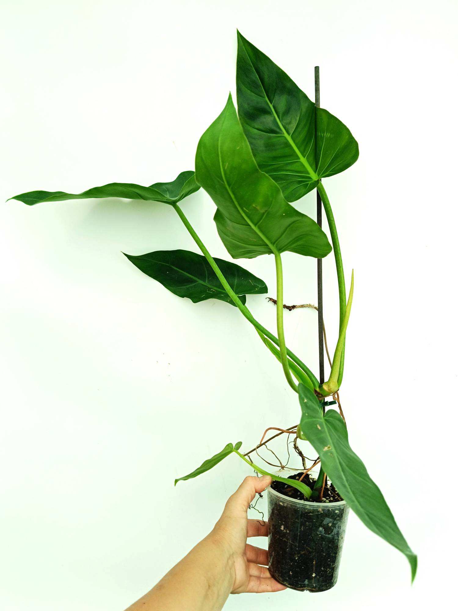 Philodendron Maximum | Welovetropicalplants