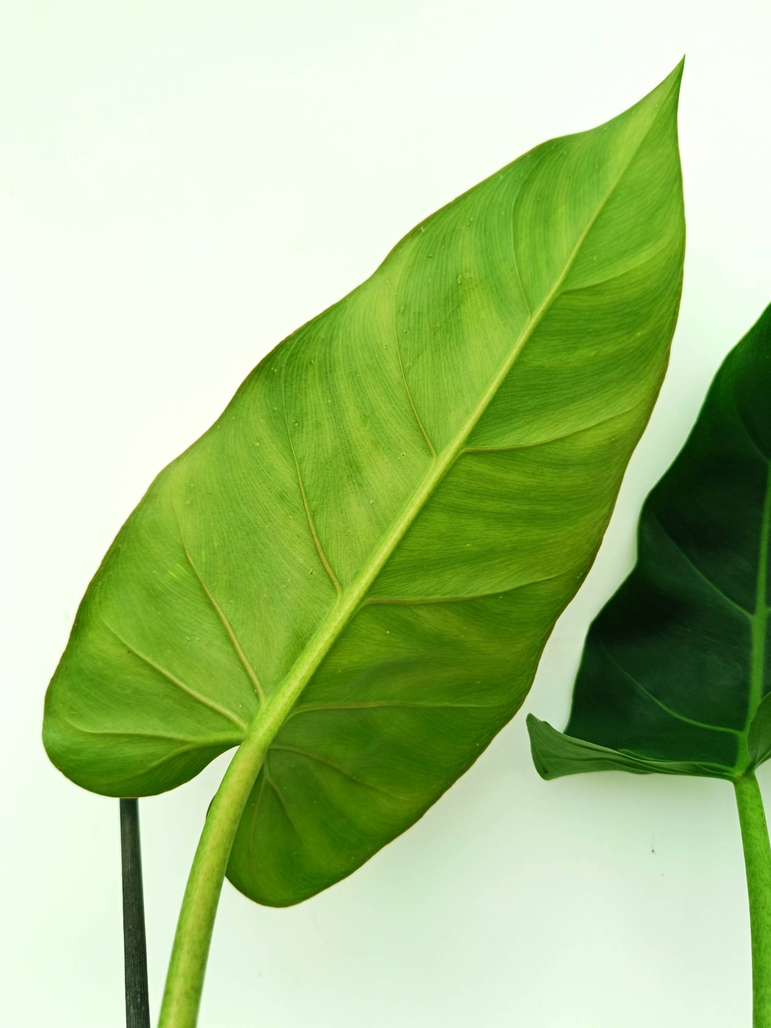 Philodendron Maximum | Welovetropicalplants