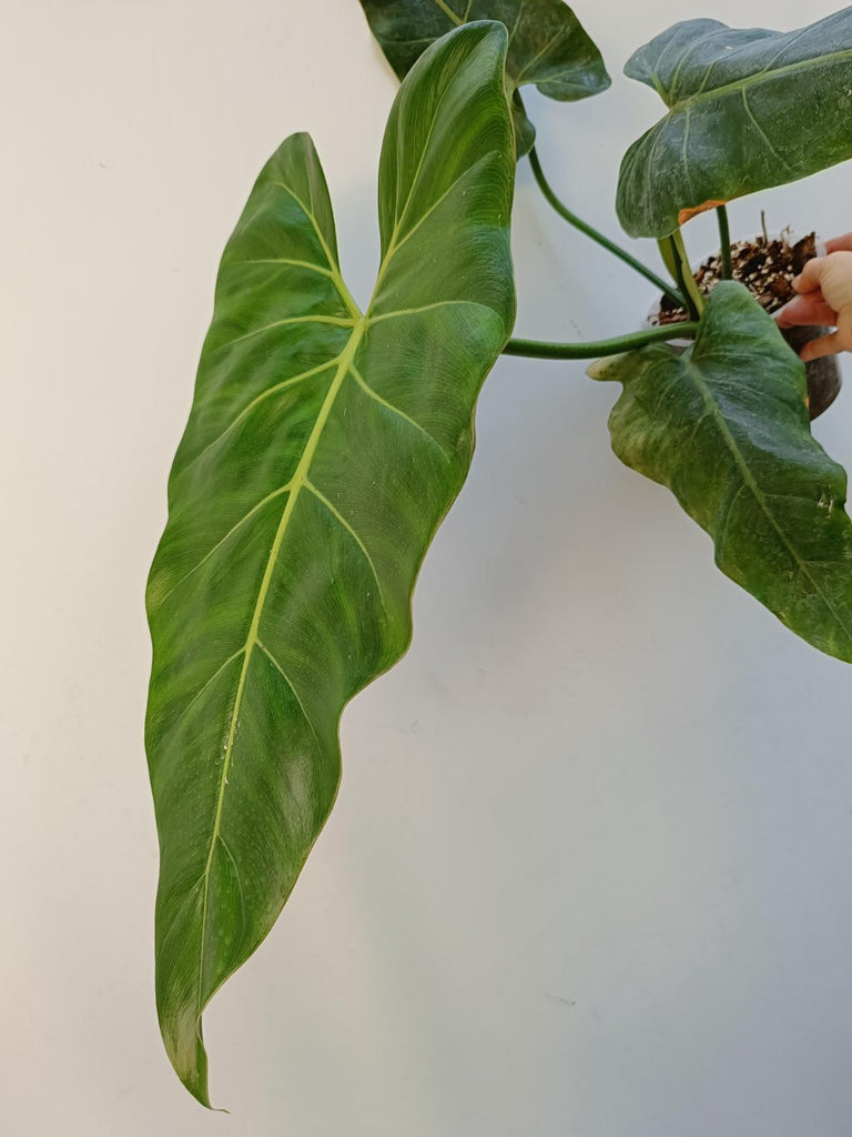 Philodendron maximum