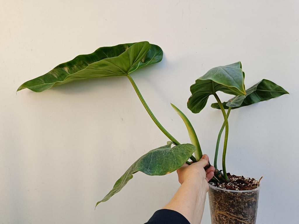 Philodendron maximum