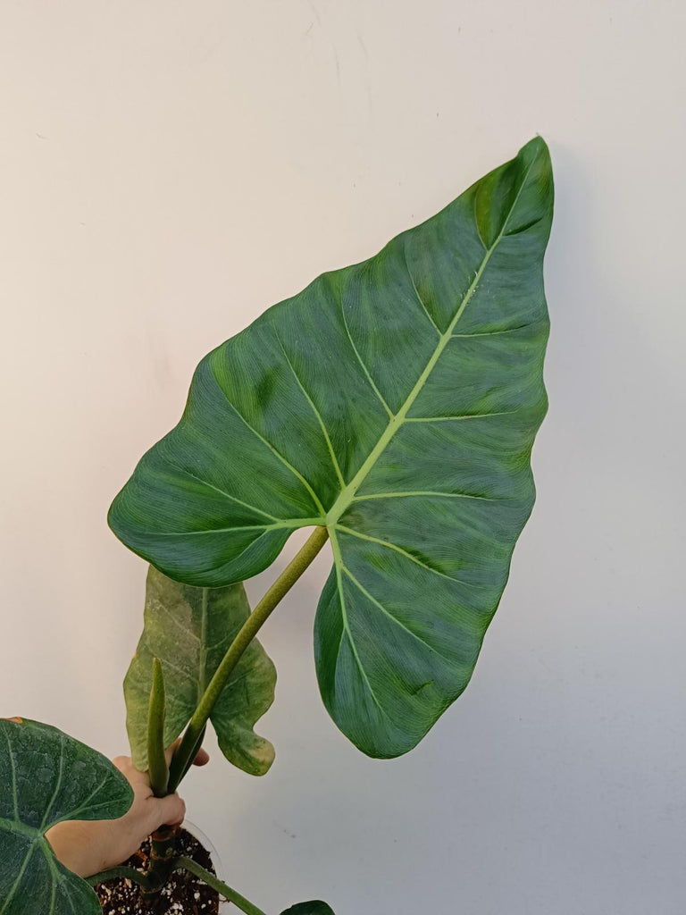 Philodendron maximum