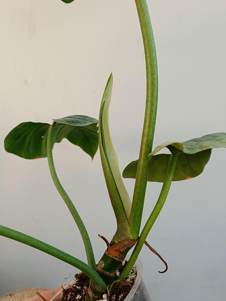 Philodendron maximum