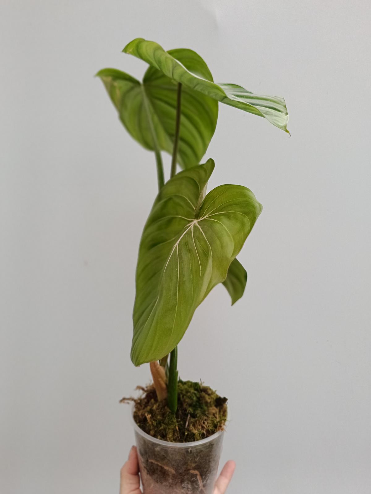 nearly natural 4762 philodendron Philodendron Dean McDowell