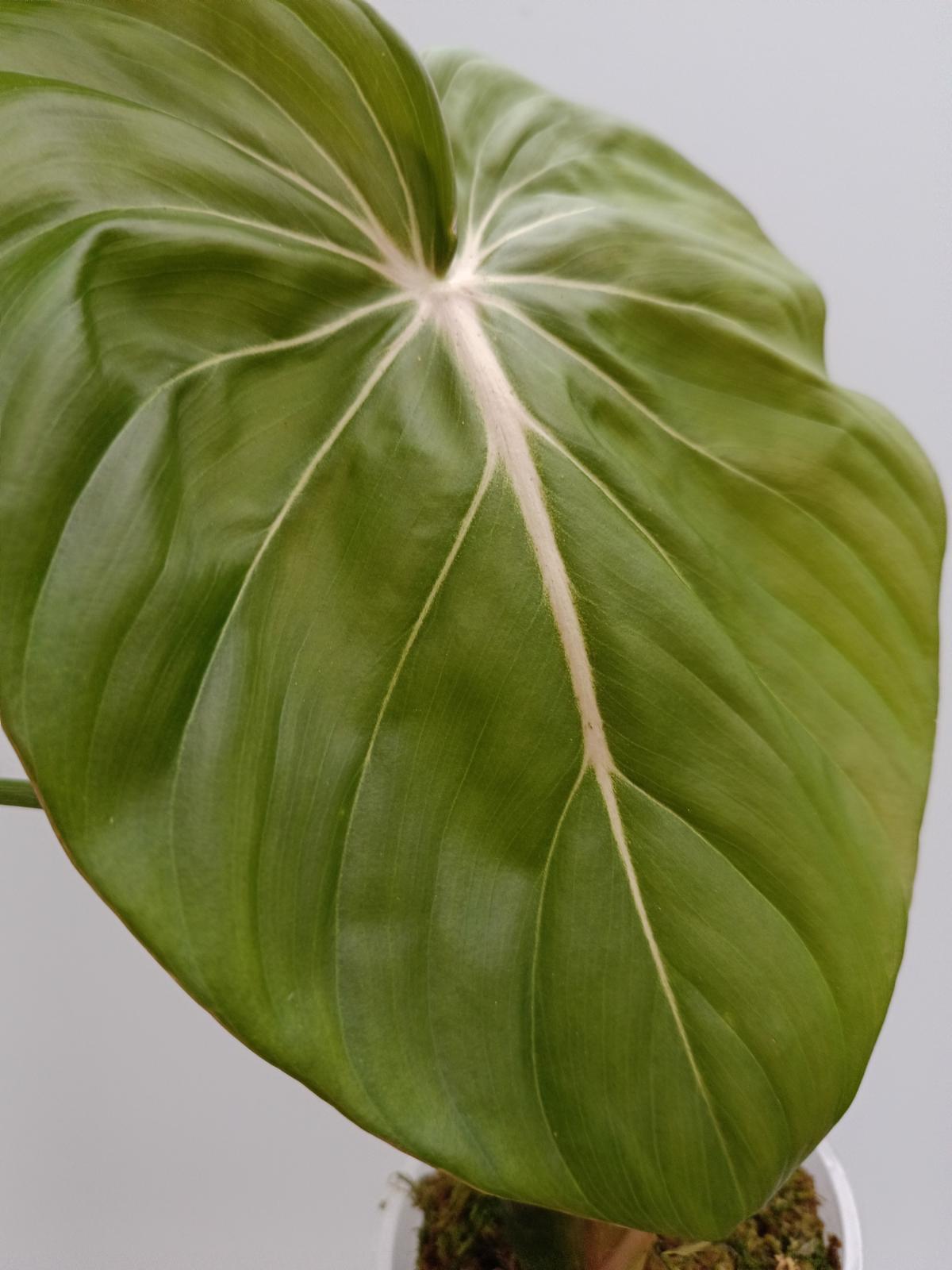 buy philodendron mcdowell Philodendron Dean McDowell