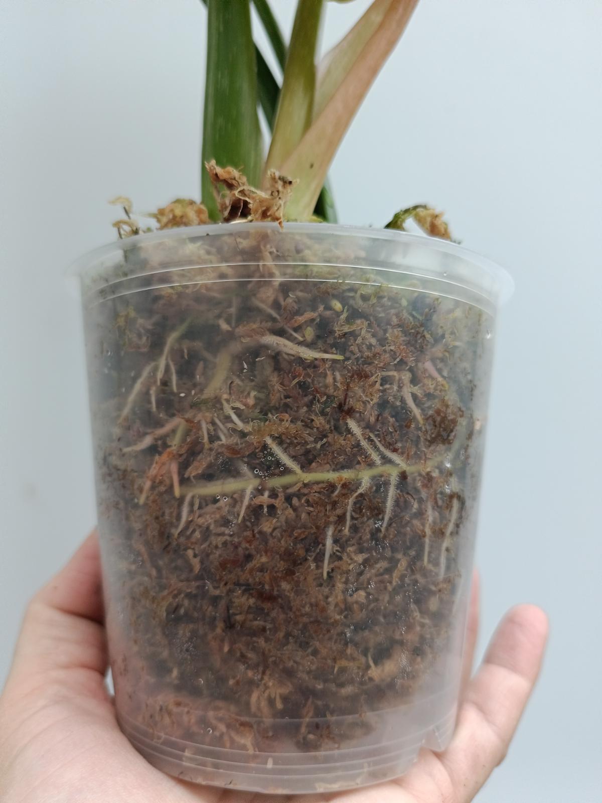 philodendron dean mcdowell for sale Philodendron Dean McDowell