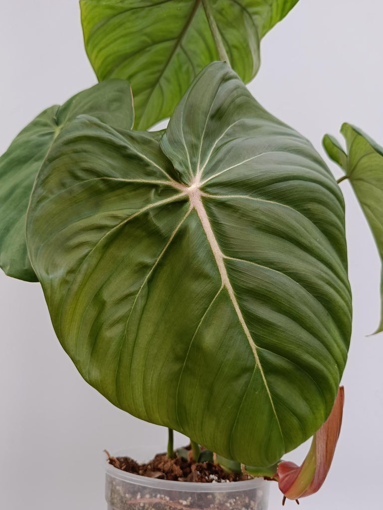 Philodendron McDowell