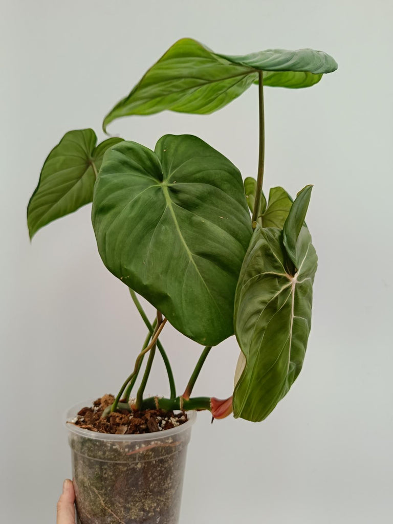 Philodendron McDowell