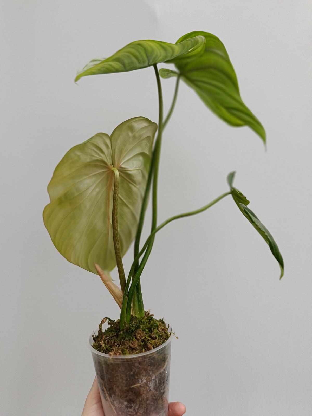 philodendron mcdowell for sale Philodendron Dean McDowell
