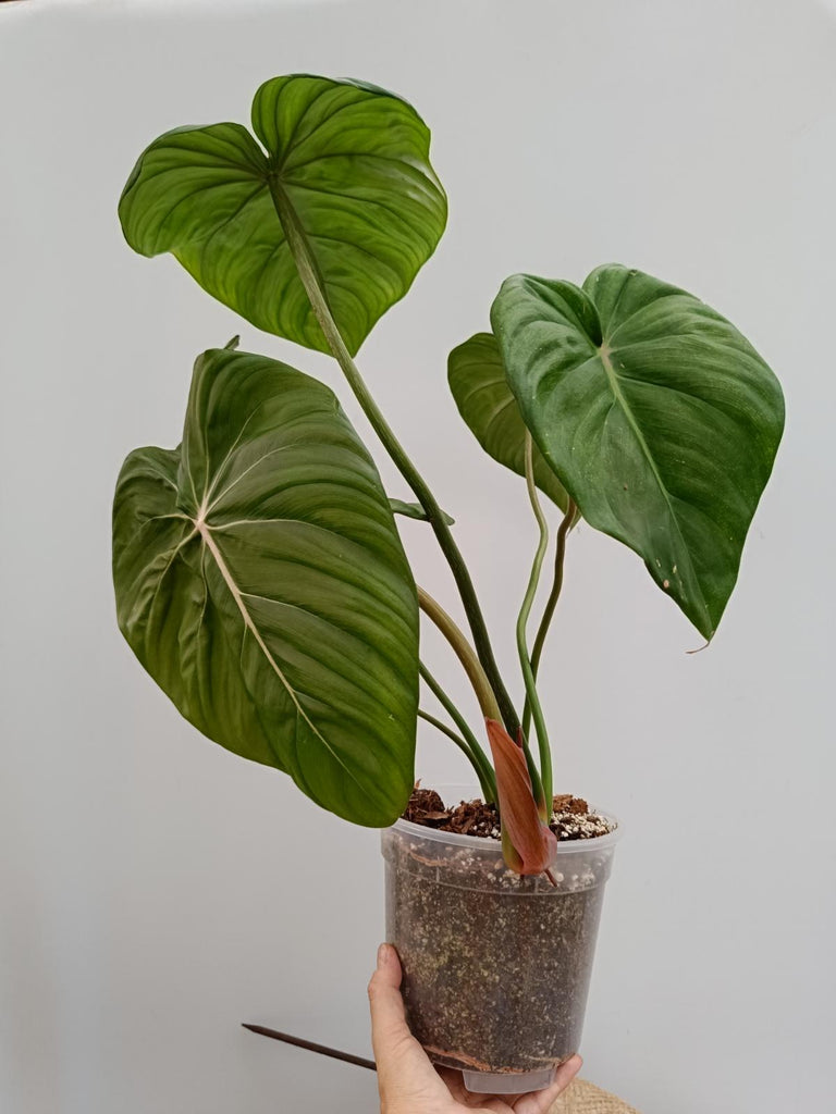 Philodendron McDowell