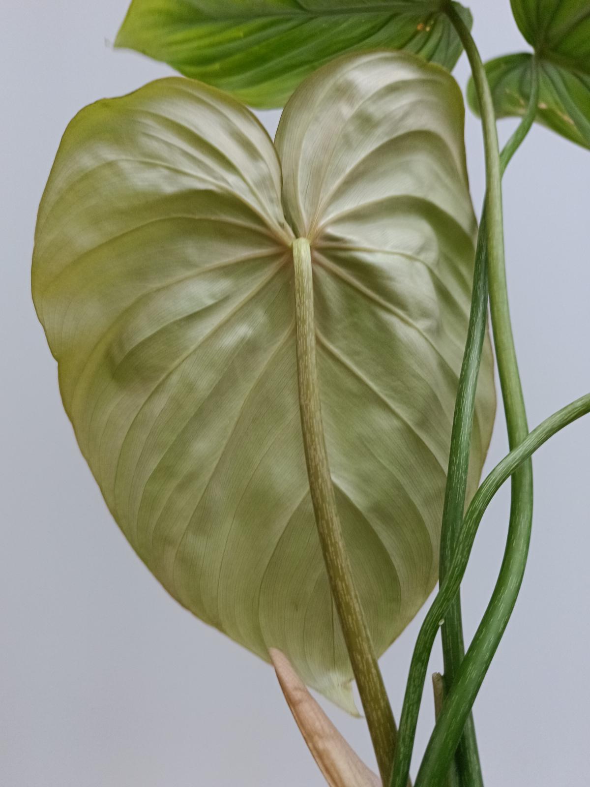 philodendron mcdowell cf Philodendron Dean McDowell