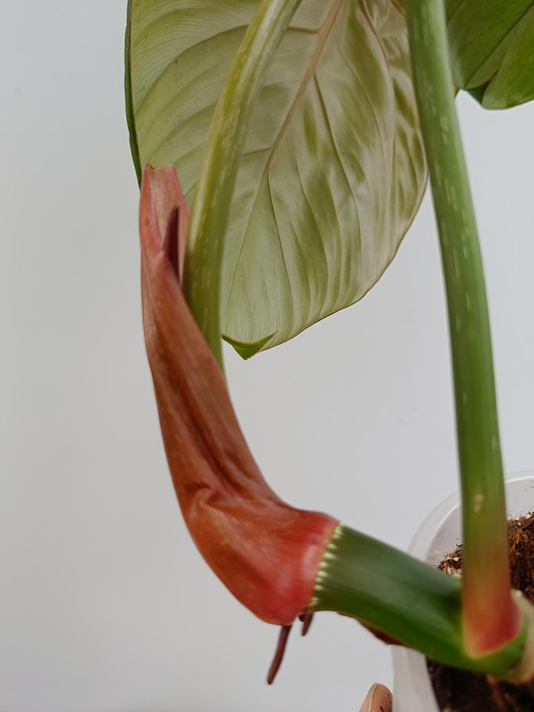 Philodendron McDowell