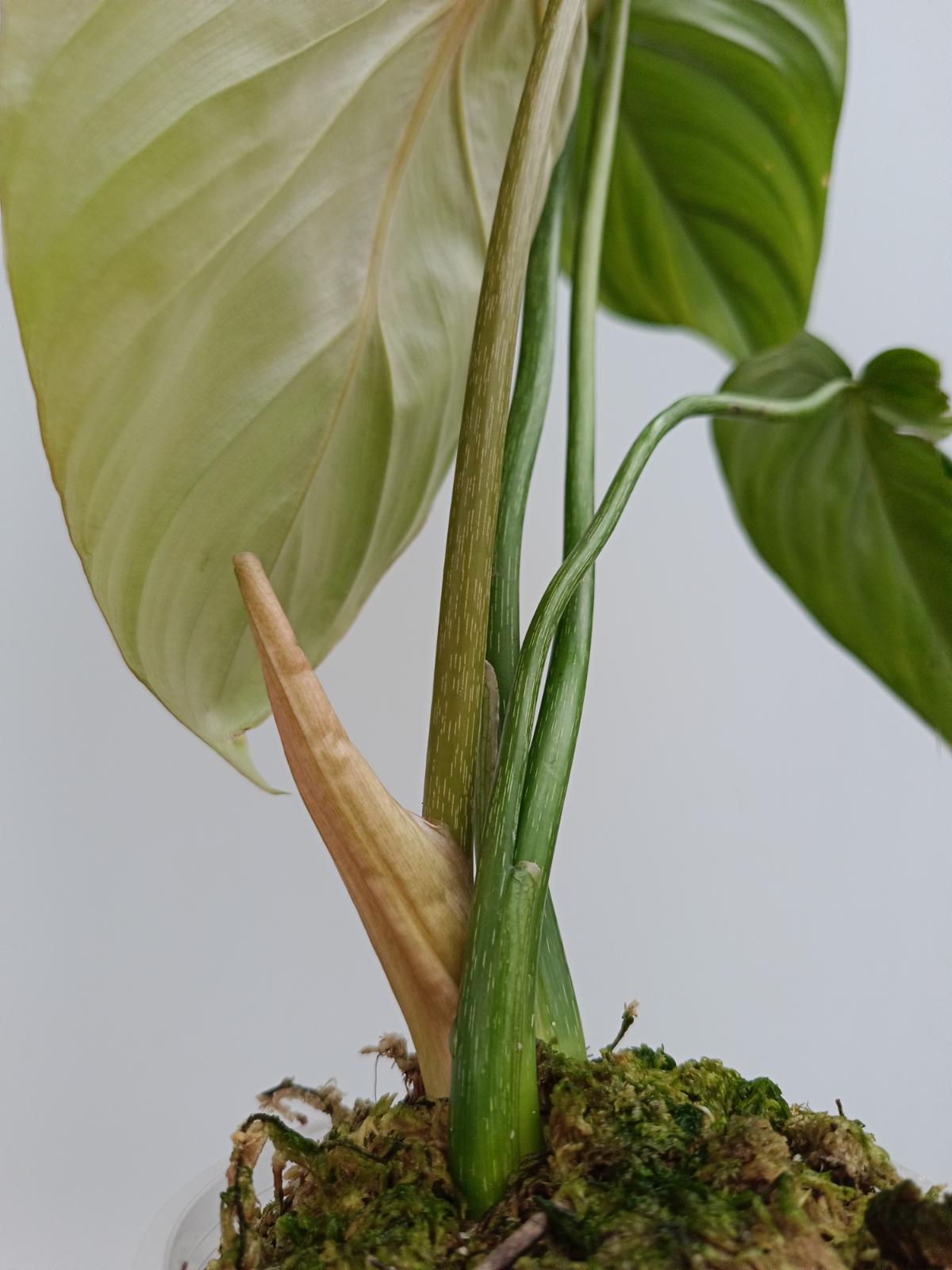 philodendron mcdowell for sale Philodendron Dean McDowell