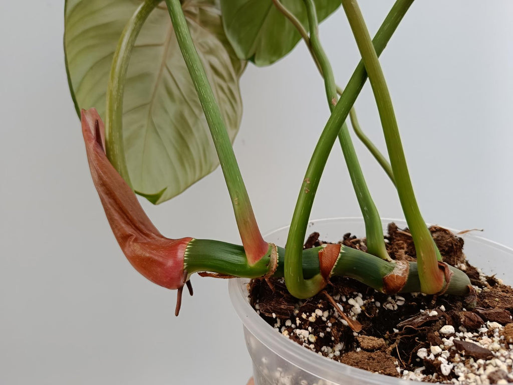 Philodendron McDowell