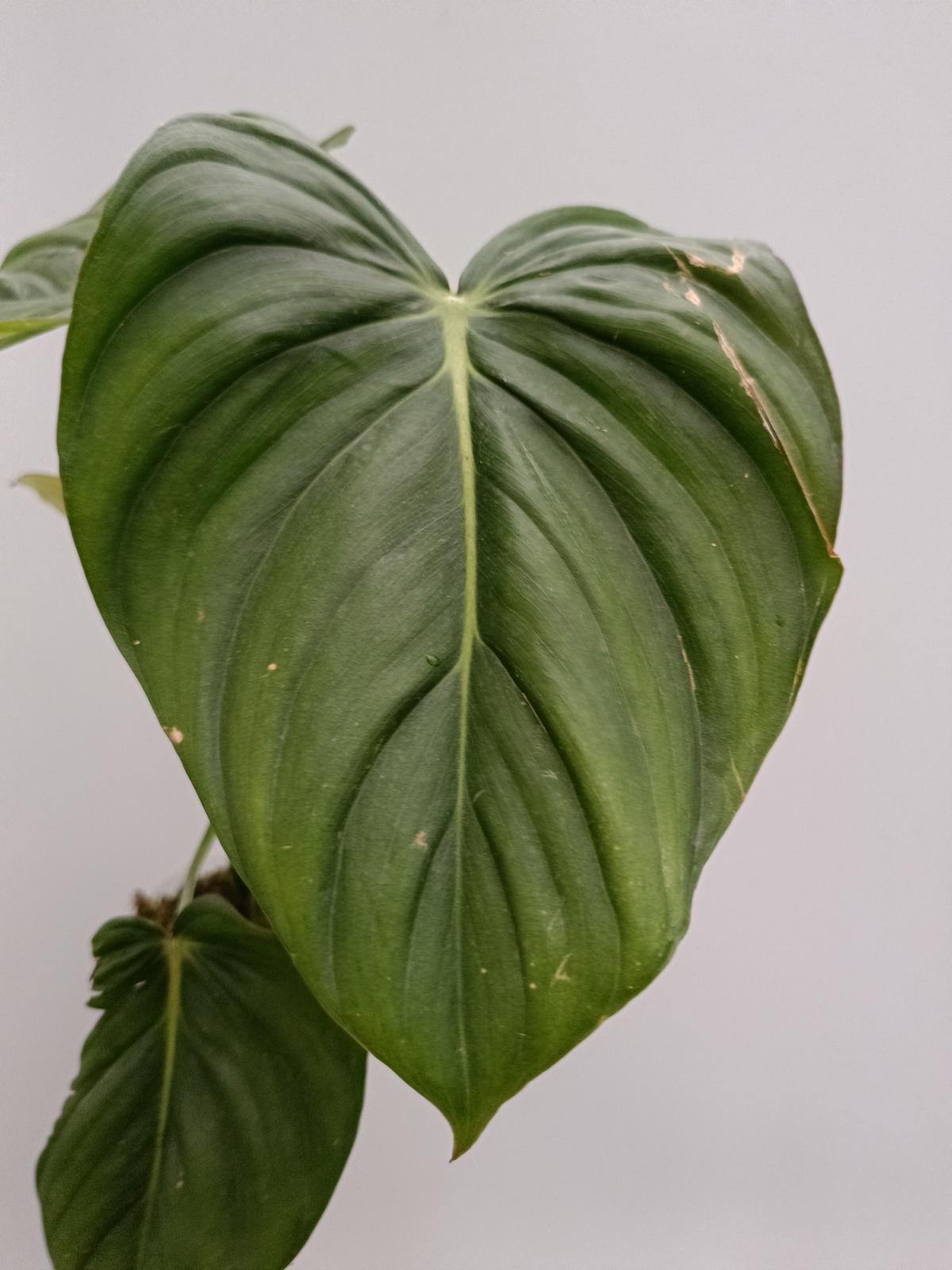 aechmea dean philodendron Philodendron Dean McDowell