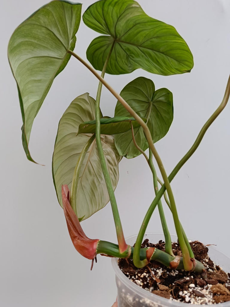 Philodendron McDowell