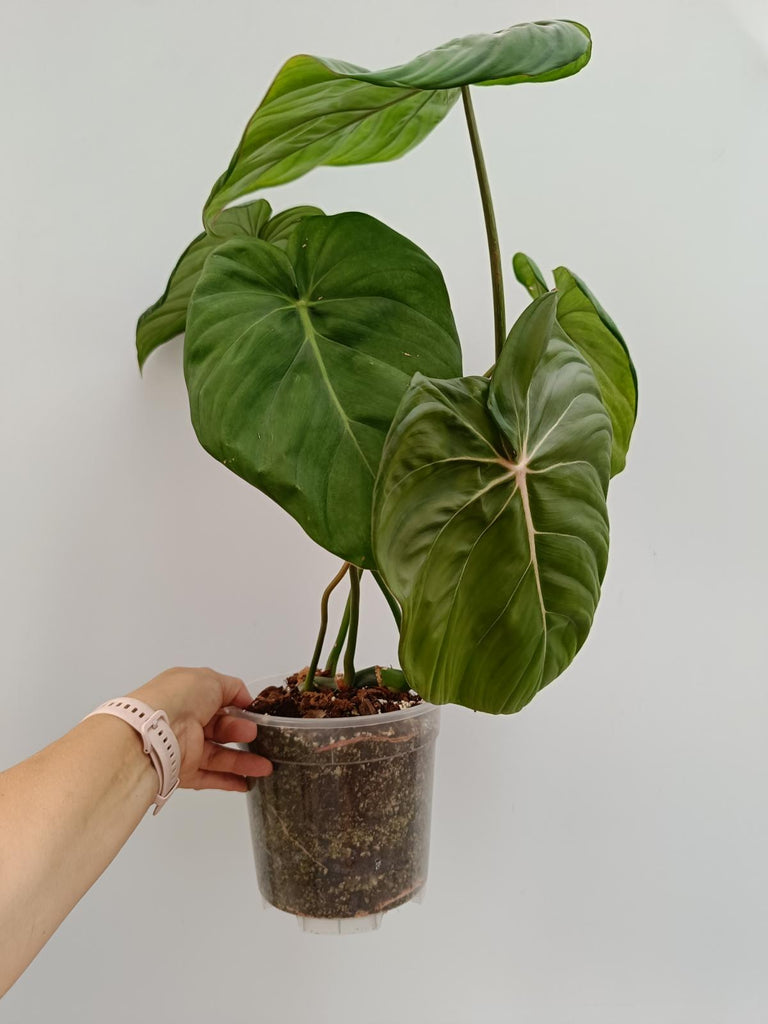 Philodendron McDowell