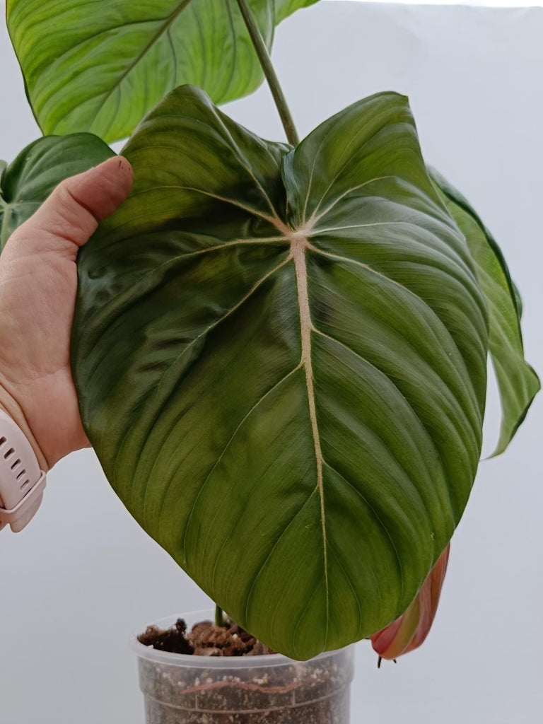 Philodendron McDowell