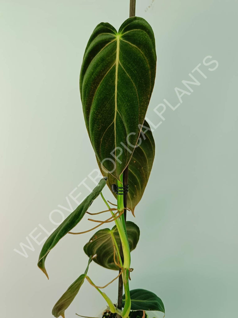 Philodendron melanocrysum