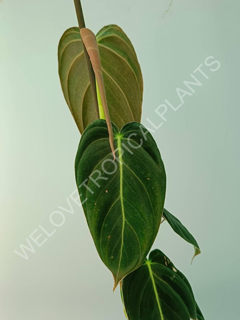 Philodendron melanocrysum