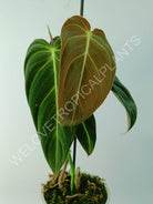 Philodendron melanocrysum