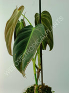 Philodendron melanocrysum