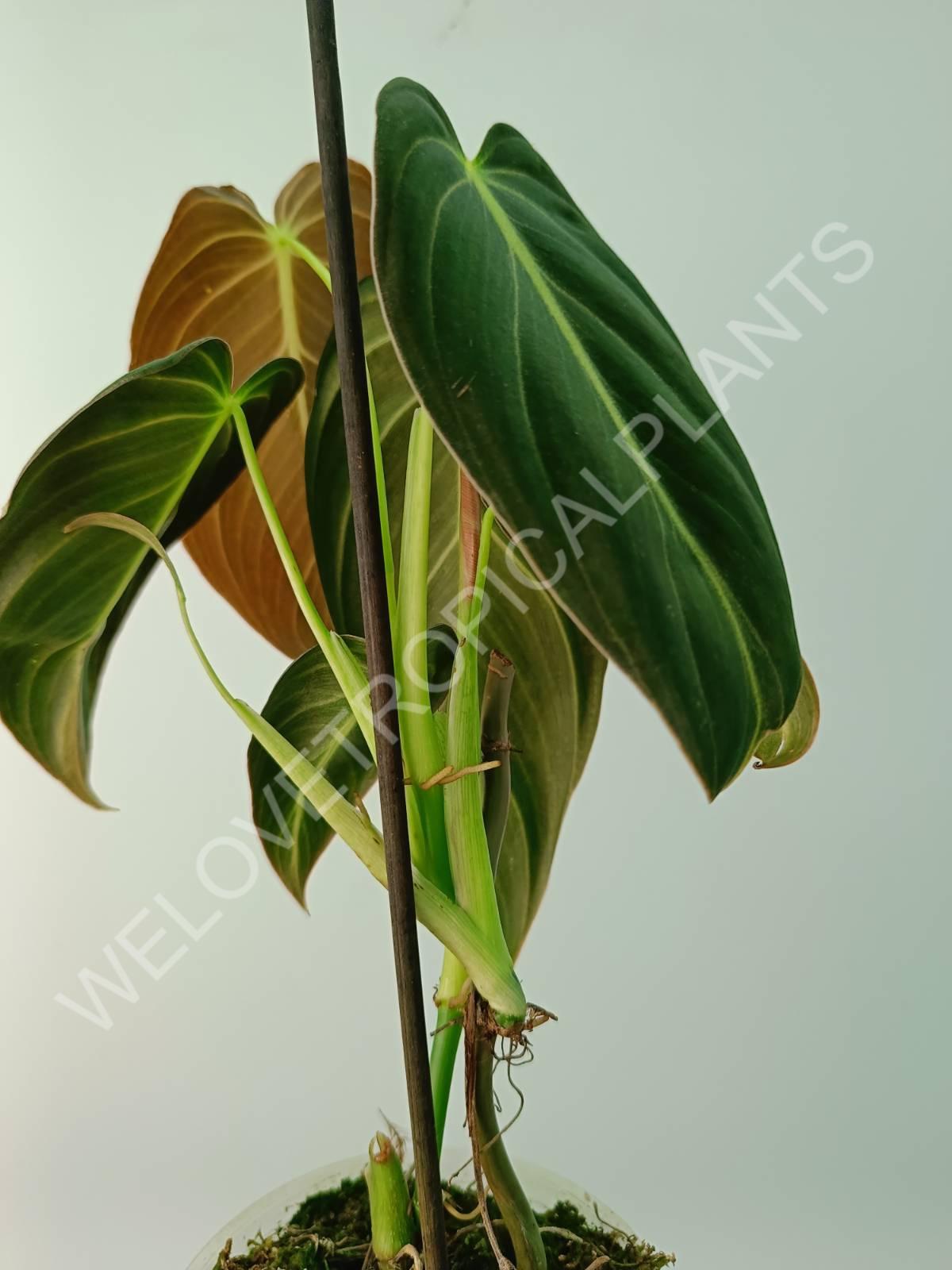 Philodendron melanocrysum