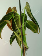 Philodendron melanocrysum