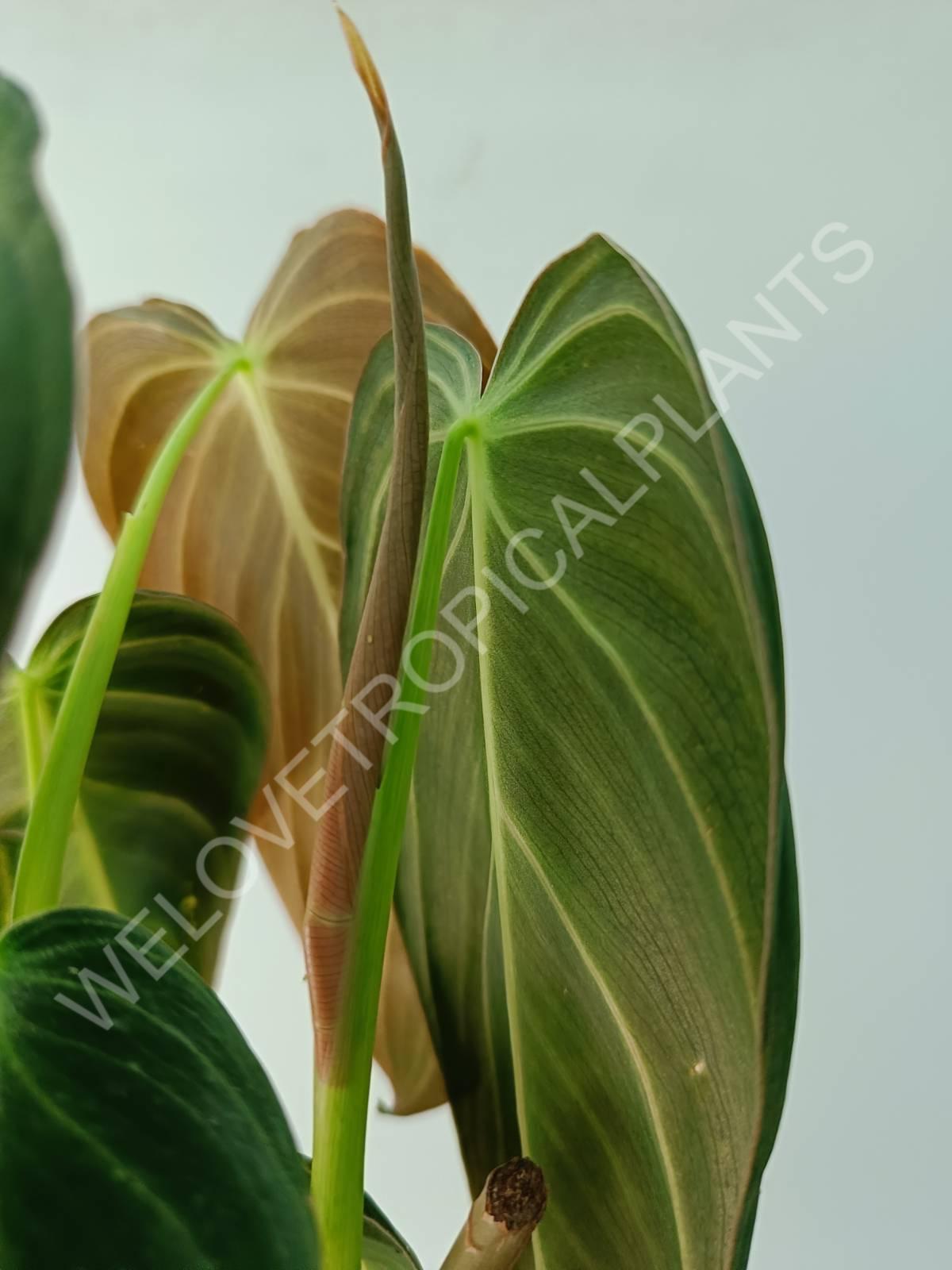 Philodendron melanocrysum