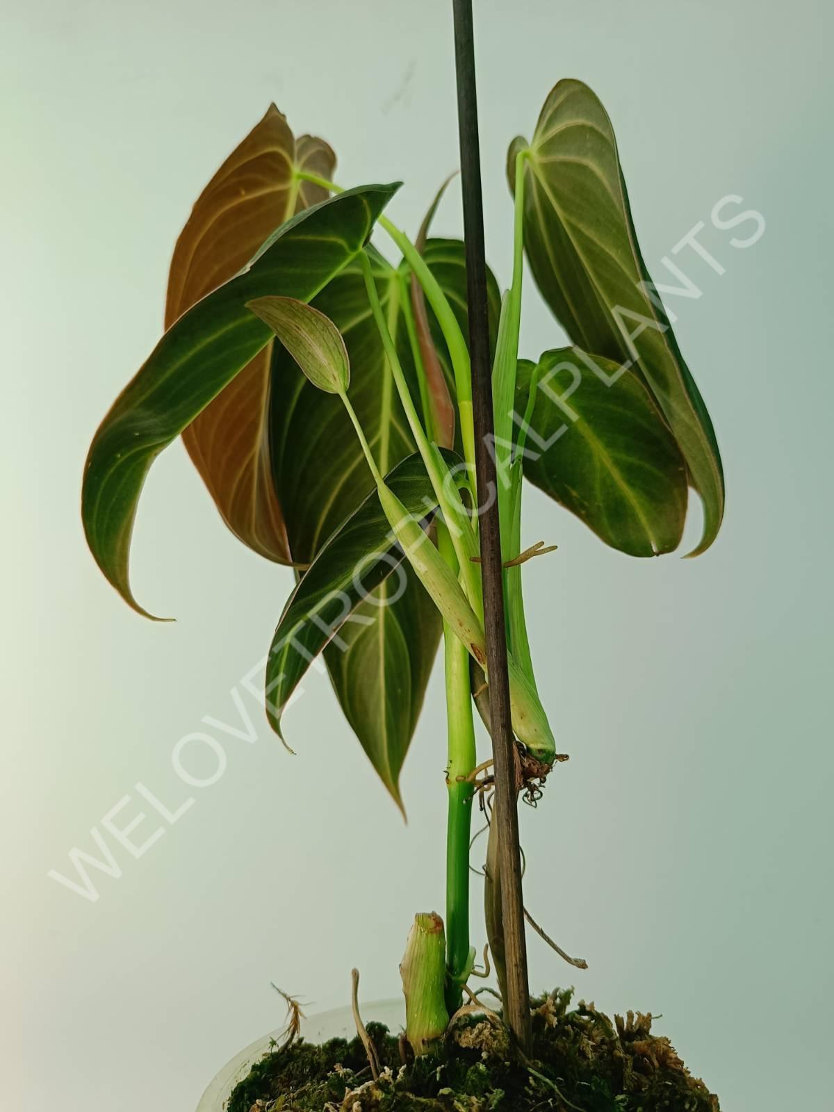 Philodendron melanocrysum