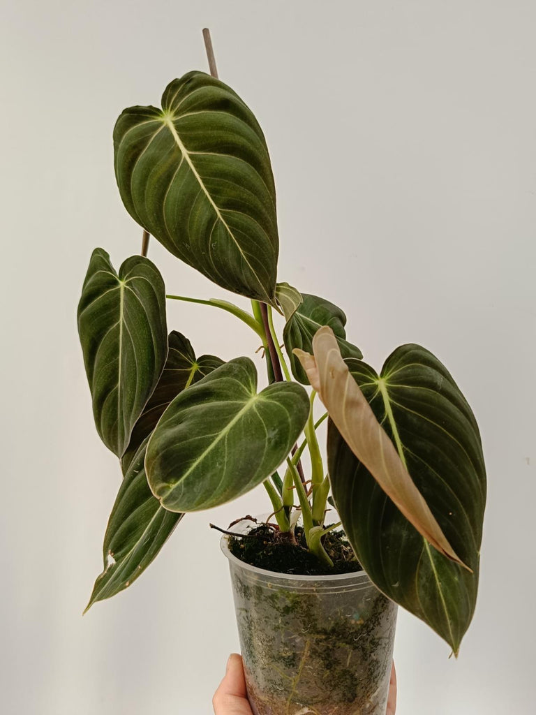 Philodendron melanochrysum