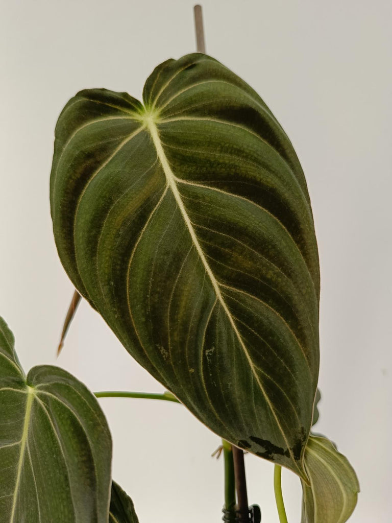 Philodendron melanochrysum