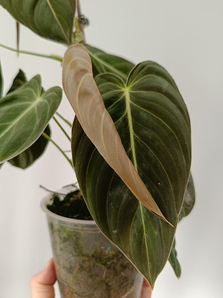 Philodendron melanochrysum