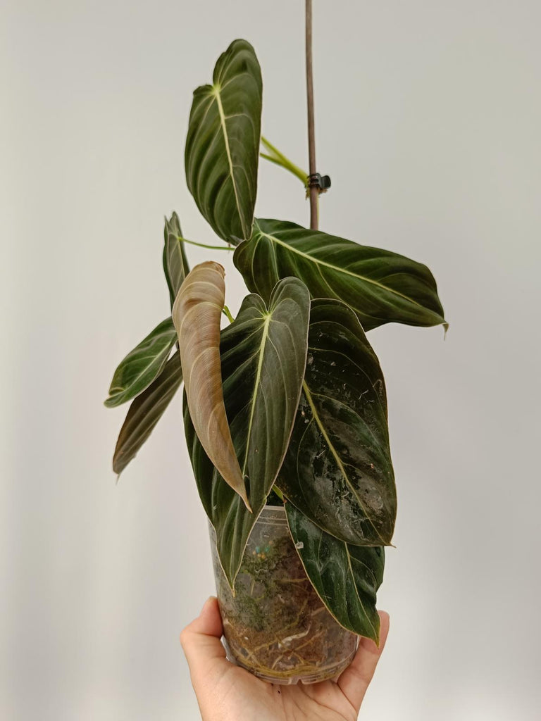 Philodendron melanochrysum