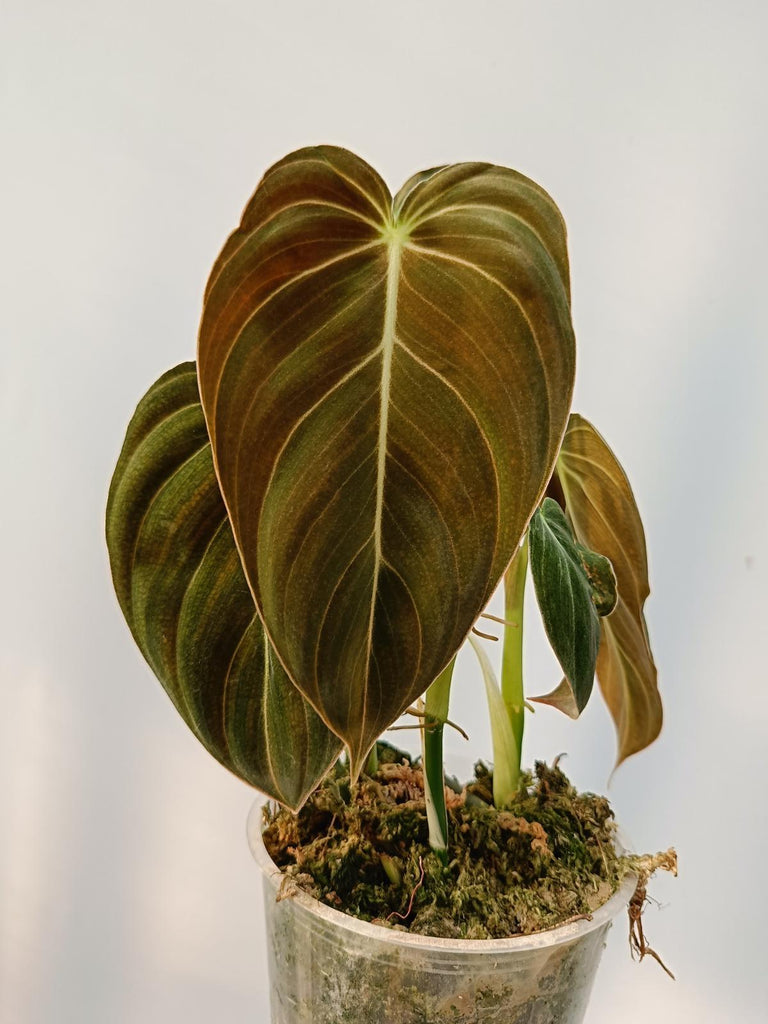 Philodendron melanochrysum