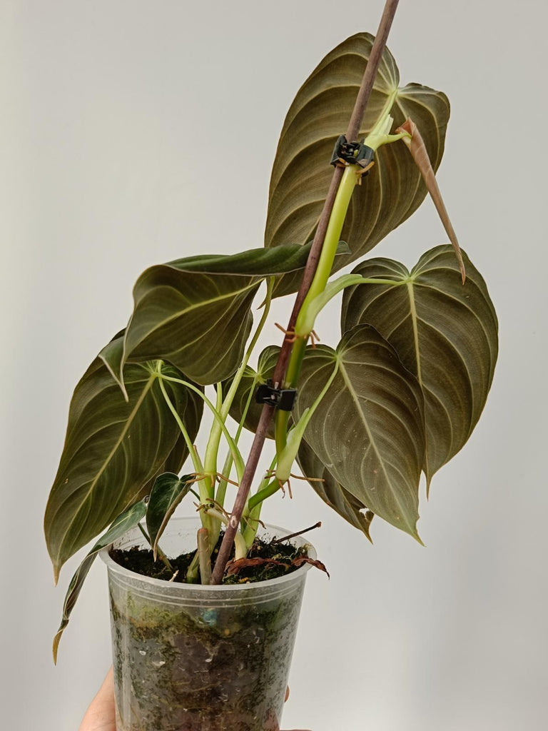 Philodendron melanochrysum