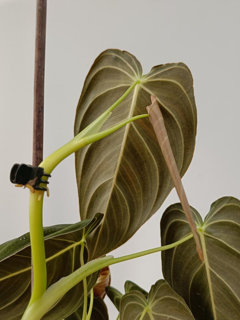 Philodendron melanochrysum