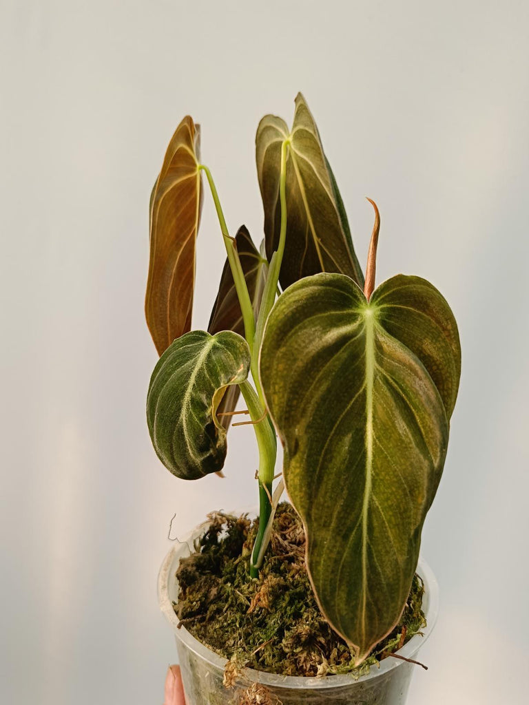 Philodendron melanochrysum