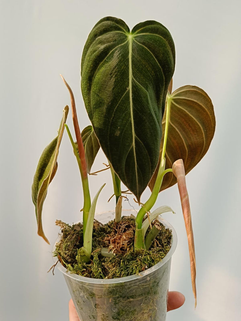 Philodendron melanochrysum