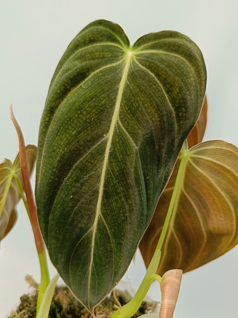 Philodendron melanochrysum