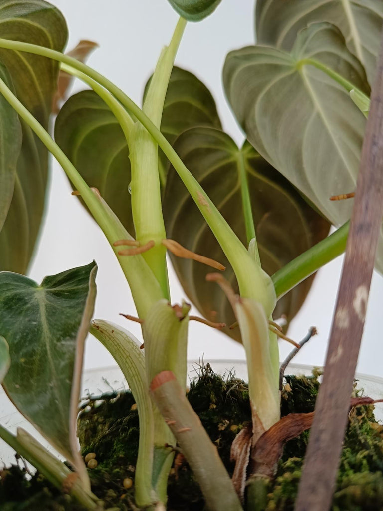 Philodendron melanochrysum